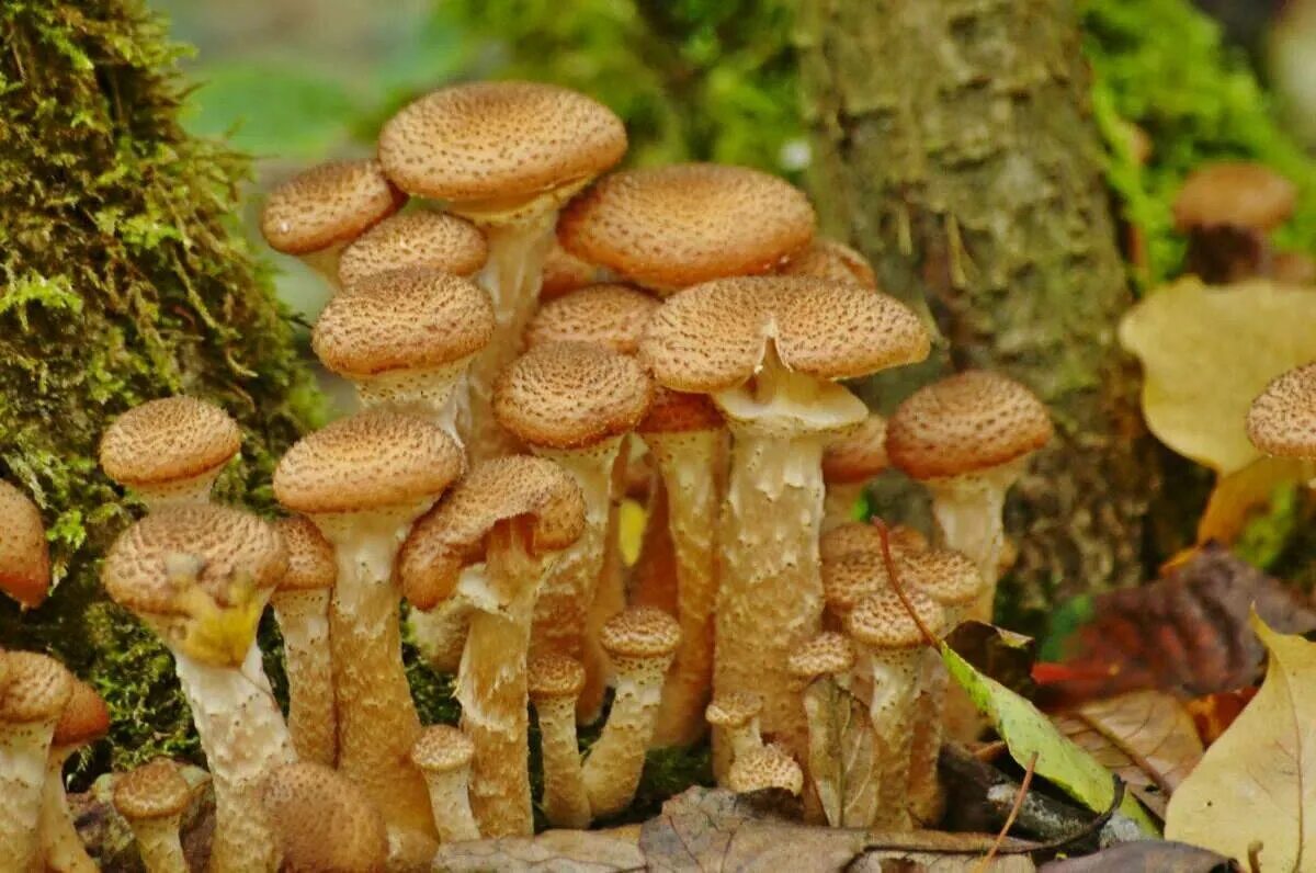 Грибы опята питаются. Опёнок толстоногий (armillaria lutea). опёнок осенний (armillaria mellea). опята грибы. пеньковые опята съедобные.