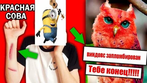 Сова никогда