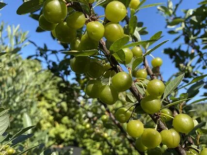Вишня бессея описание сорта опылители