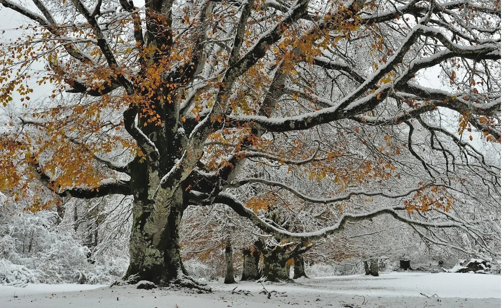 Едва сойдет снег как на деревьях. Клён заледенелый. Клен дерево зимой. Платан дерево зимой. Дуб зимой.