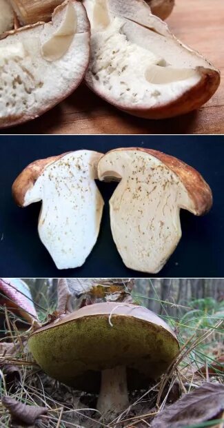 Как выглядит червивый гриб Free Images : food, produce, brown, fungus, cep, noble rot, edible mushroom, her