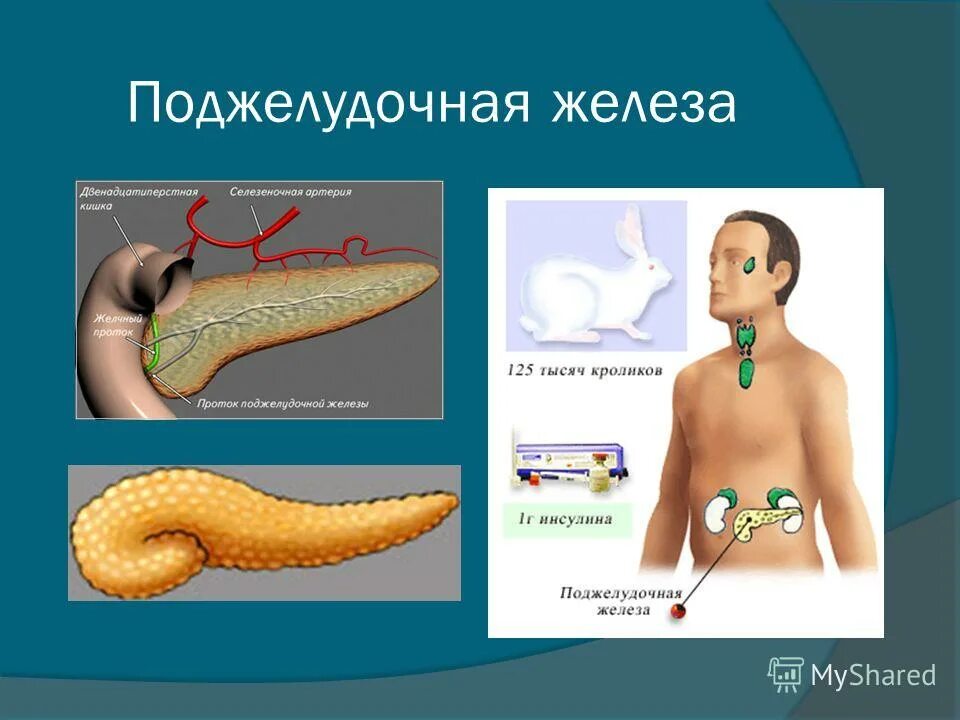 Поджелудочная железа тип секреции. Поджелудочная железа является железой внешней секреции.