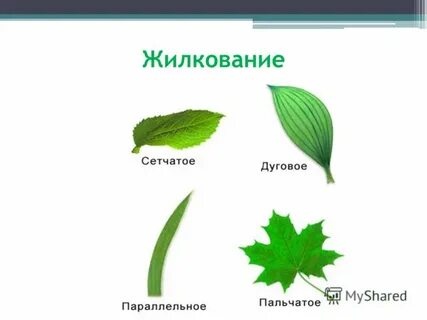 Жилкование яблони