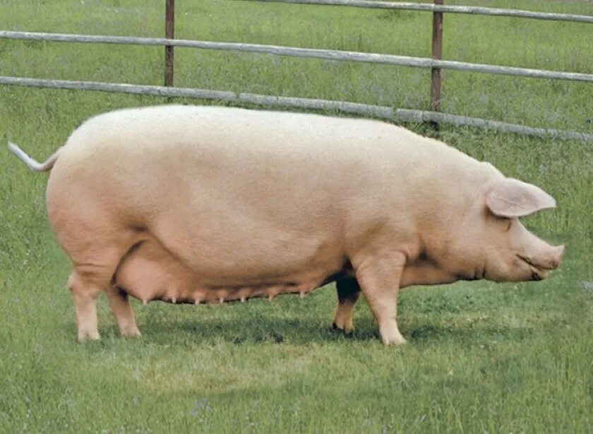 Семиреченская порода свиней. Ландрас ушастый. Скрещивание крупной белой. Скрещивание крупной белой. Скрещивание крупной белой.
