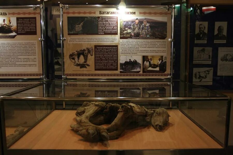 Каких доисторических животных находят в якутии