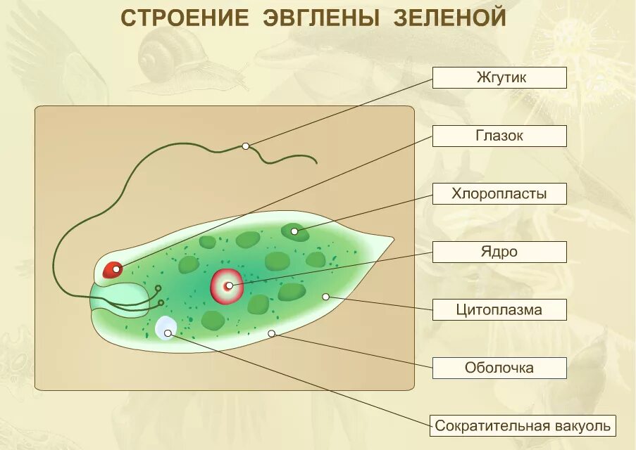 Какой органоид у эвглены зеленой. Мембрана у эвглены зеленой. Структуры клетки зелёной эвглены. Евглена зеленая строение 7 класс. Эвглена зеленая строение.