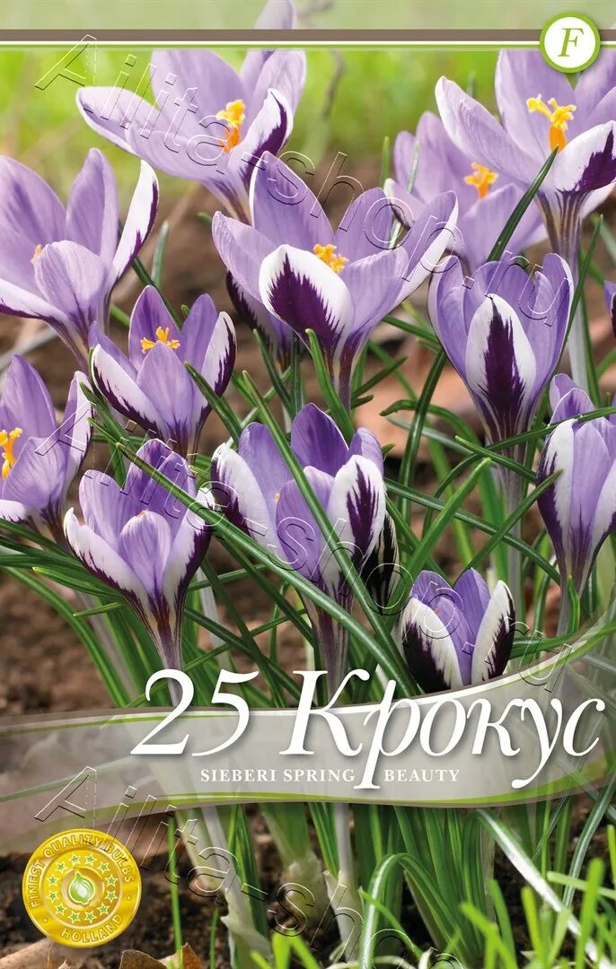 Крокус абакан. Крокус Ботанический Spring Beauty. Крокус Зибера спринг Бьюти. Крокус Spring Beauty "спринг Бьюти" 5шт. Крокус семена.