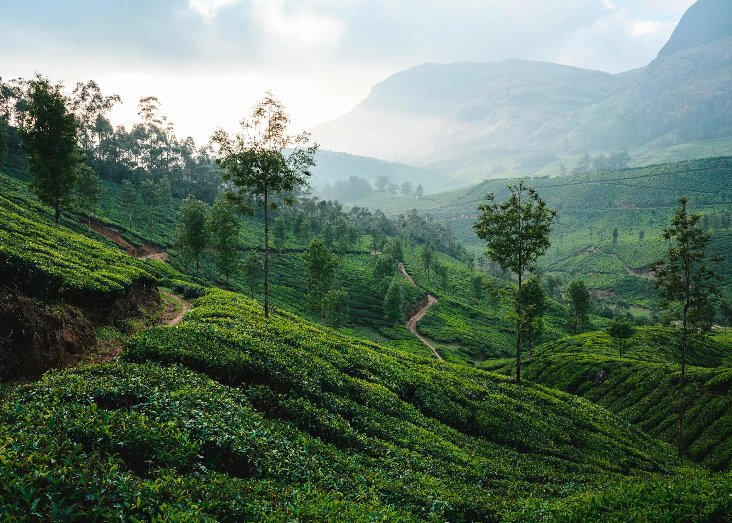 Tea fields