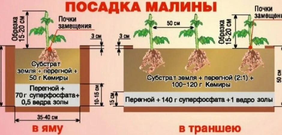 Выращивание малины в открытом грунте