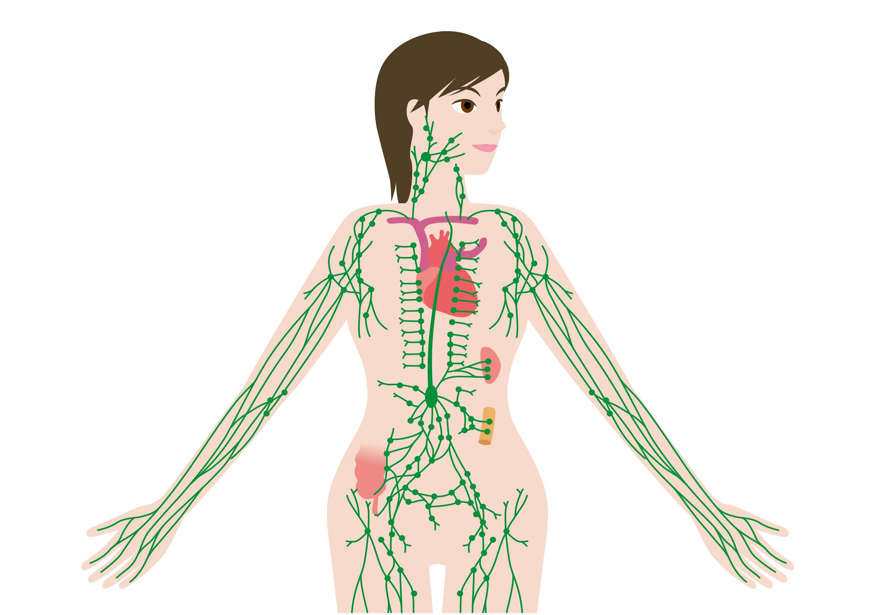 Лимфоузлы и мышцы. Лимфатическая система лимфоузлы. Лимфатическая система живота. Лимфатическая система узлы. Женская лимфатическая система.