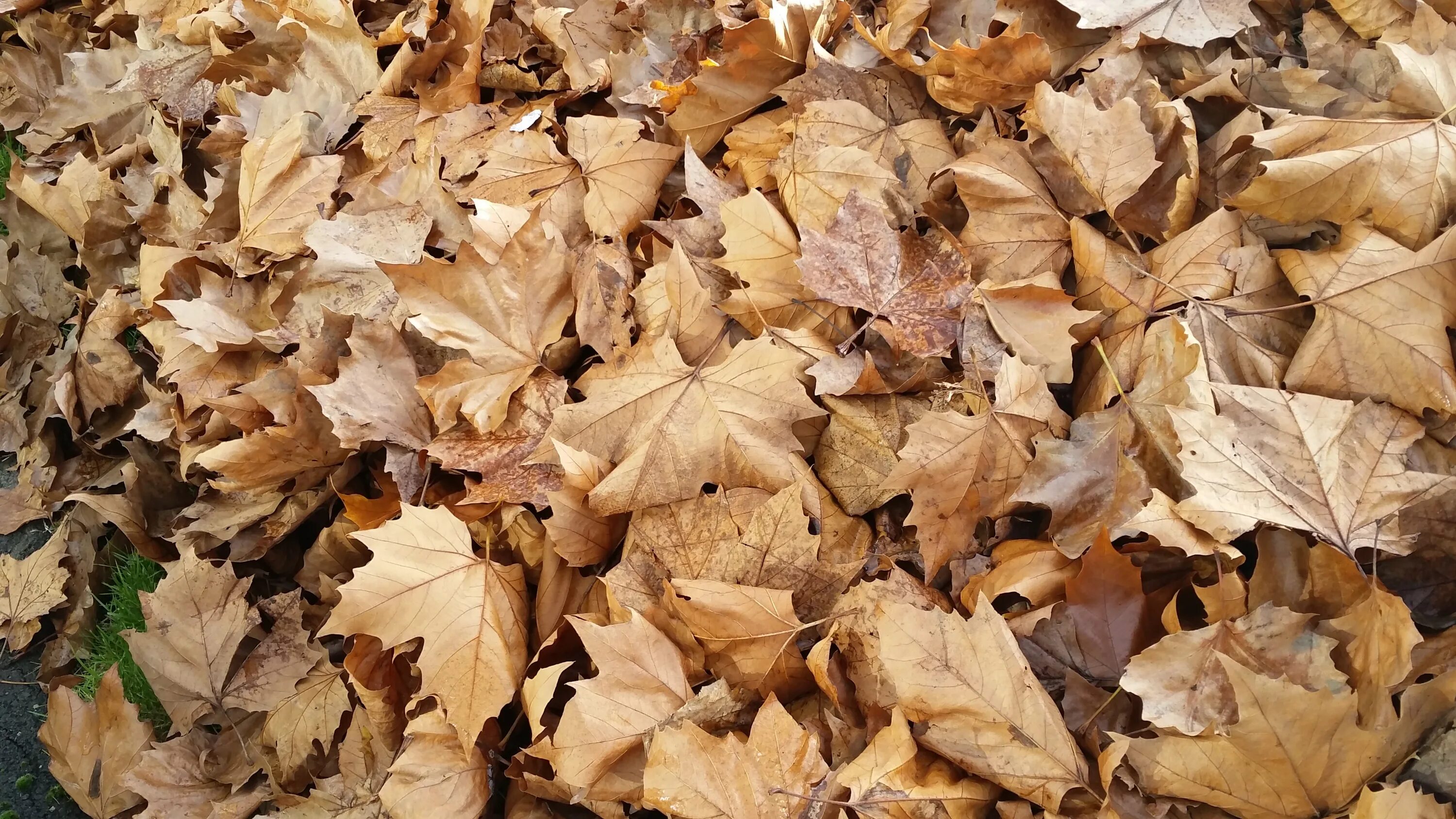 Листовой опад это. Коричневые листья. Сухие листья. Осенние листья коричневые. Коричневая листва.