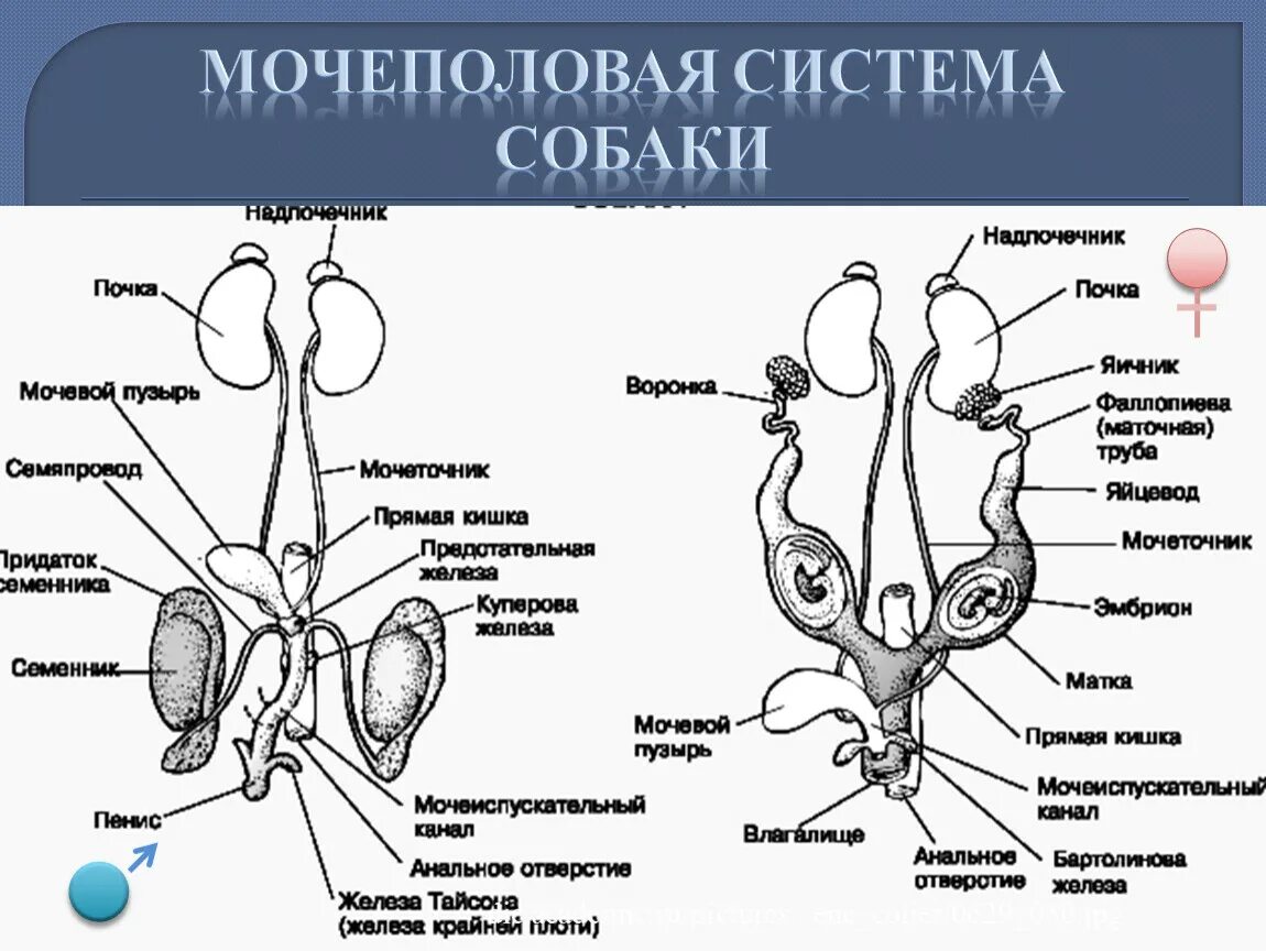 Строение органов мочевыделительной системы у животных. Строение мочеполовой системы млекопитающих. Мочеполовая система млекопитающих схема. Строение мочеполовой системы у собак.