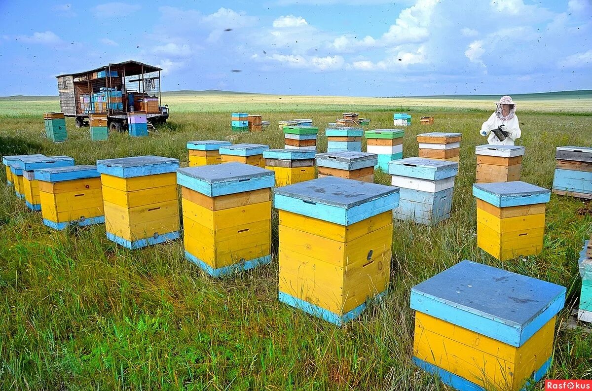 Пчелосемьи купить тамбовской области. Пасека. Пчелы пасека. Пасека ульи. Улей для пчел.