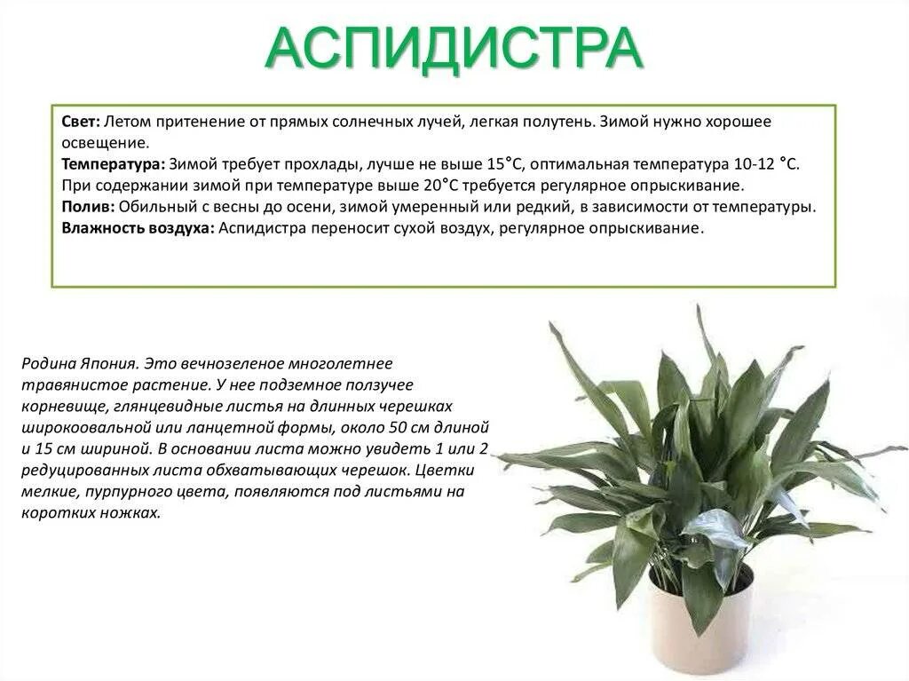 Спатифиллум характеристика. Аспидистра комнатное растение. аспидистра аттенуата. аспидистра спатифиллум.