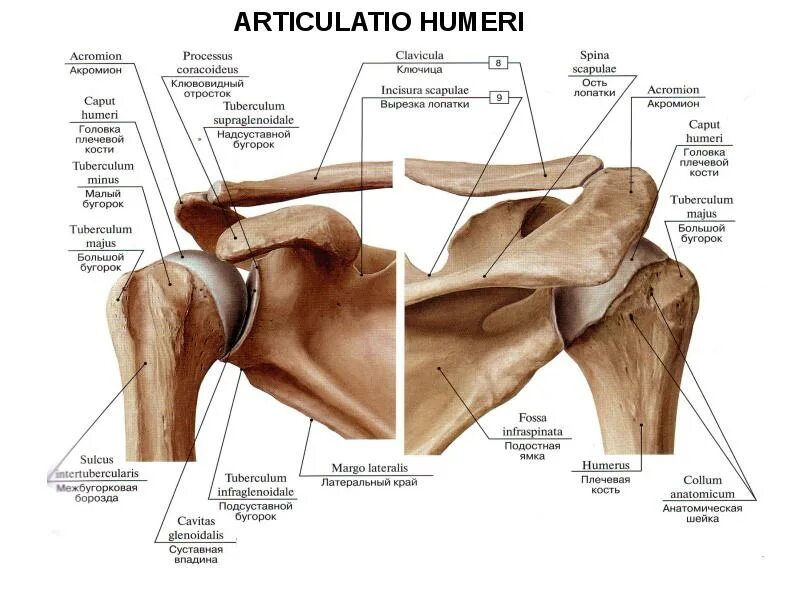 Соединения костей плечевого пояса. Лопатка ключица плечевая кость анатомия. Суставы пояса верхней конечности анатомия. Соединения плечевого пояса анатомия. Суставной отросток лопатки анатомия.