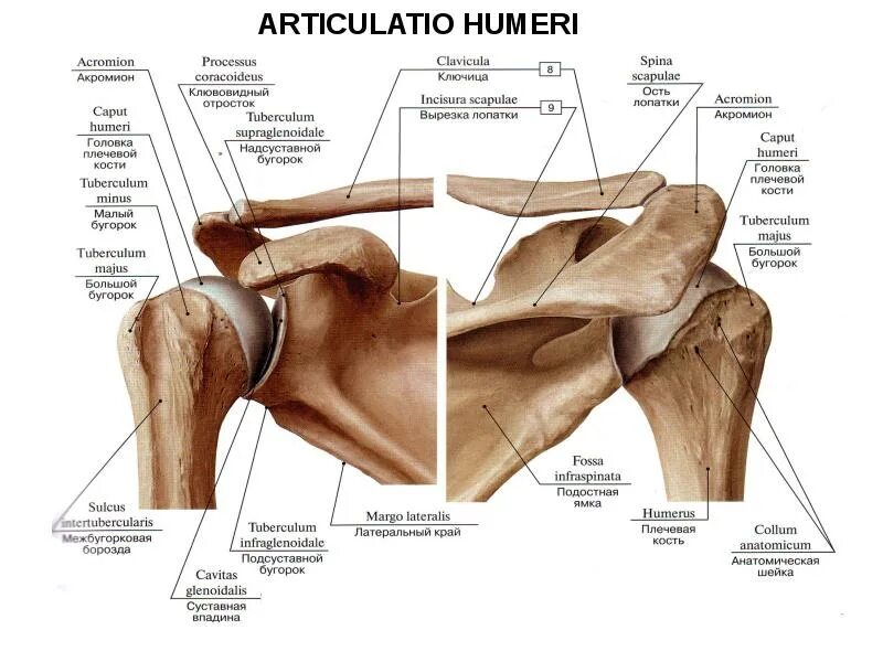 Соединение костей лопатки. Лопатка ключица плечевая кость анатомия. Суставы пояса верхней конечности анатомия. Соединения плечевого пояса анатомия. Суставной отросток лопатки анатомия.