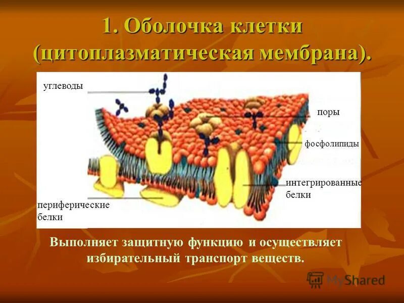 Какова роль клеточной оболочки. Углеводы на мембране клетки. Функции углеводов в клеточной мембране. Строение углеводов в мембране. Углеводы в цитоплазматической мембране.