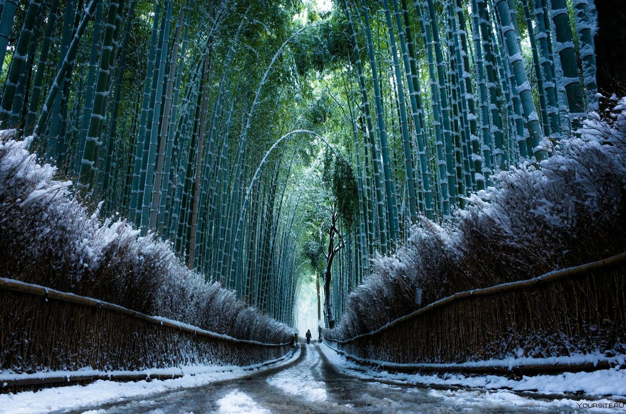 Бамбуковый лес Сагано в Киото. Бамбуковый лес Киото Япония. Бамбуковый лес в снегу Киото Япония. Бамбуковая роща Арасияма, Япония. Необыкновенное зрелище