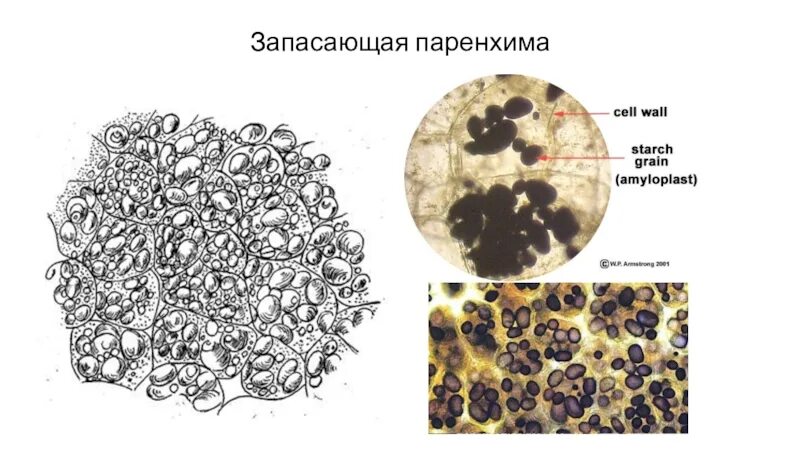 Запасная ткань растений. Запасающая паренхима ткань растений. Запасающая паренхима клубня картофеля клетки запасающей паренхимы. Клетки запасающей ткани растений. Запасающая паренхима клубня картофеля под микроскопом.