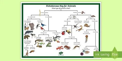 Дихотомические ключи 7 класс