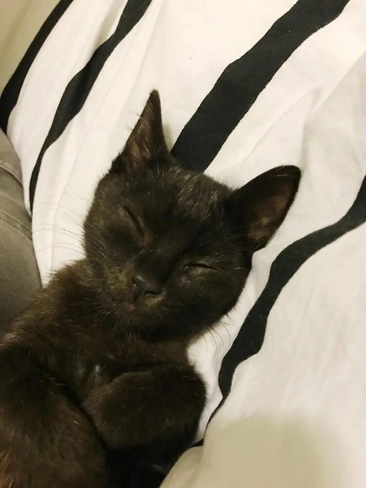 Кот который а. Черный котенок на улице. котенок 9 месяцев.