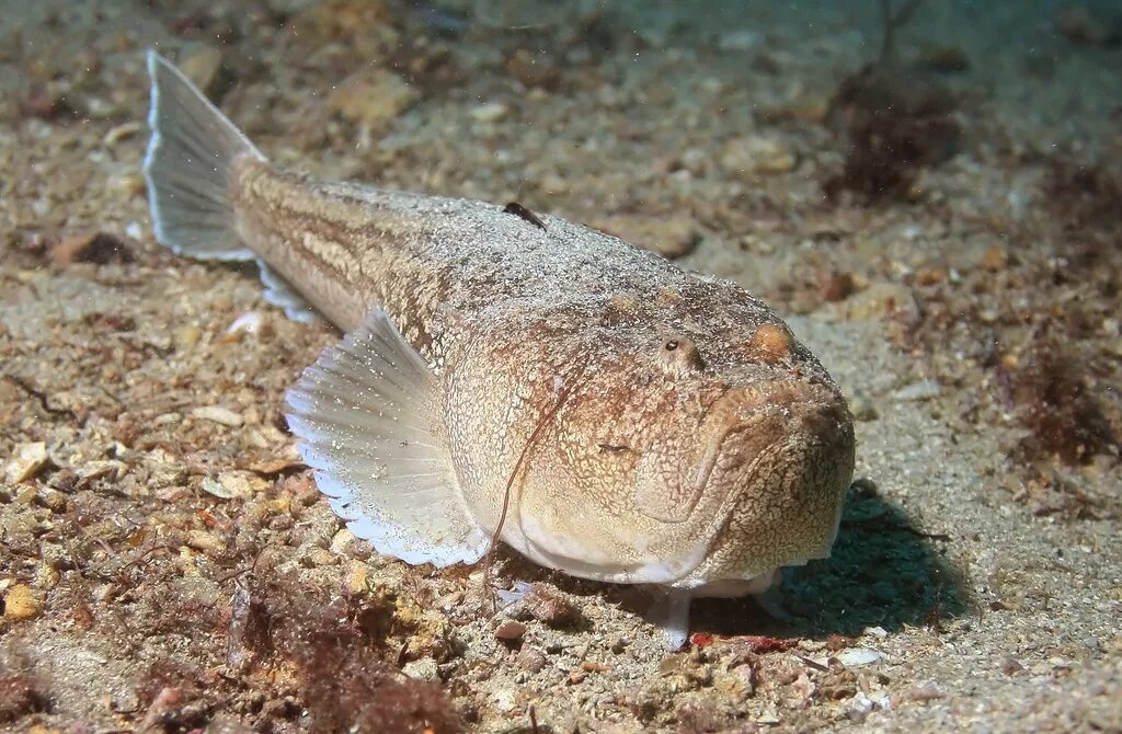 Черноморская морская. Морской дракончик черноморский. Дракончик черноморский ядовитый морской. Морской ерш скорпена. Морской дракончик в черном море.