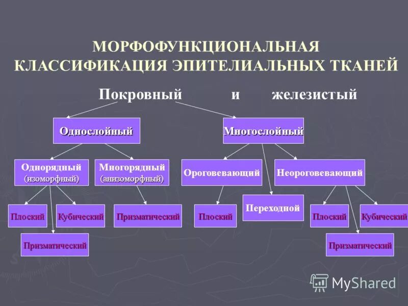 Ткани классификация и характеристика. Характеристики эпителярной ткани. Классификация тканей человека гистология. Общая классификация эпителиальной ткани. Морфологическая классификация эпителиальных тканей.