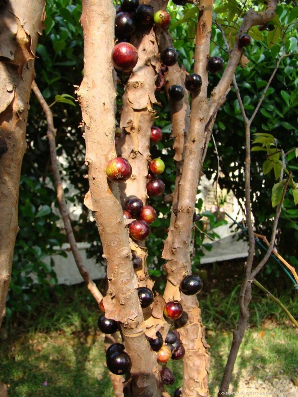 Кроме фруктовых деревьев. Виноградное дерево джаботикаба. Жаботикаба – бразильское виноградное дерево. Дерево с плодами на стволе джаботикаба. Вишня пирамидальная.