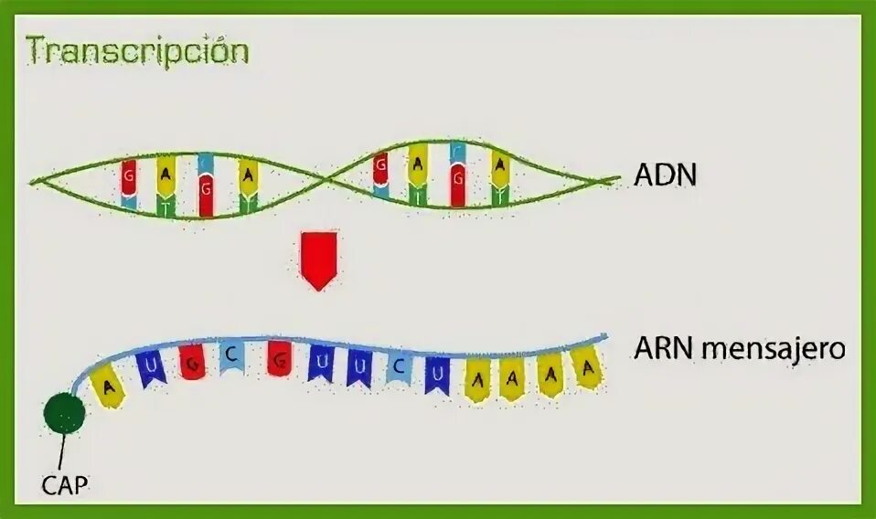 Adn 622. Номер arn. adn. arn код что это. arn-180.