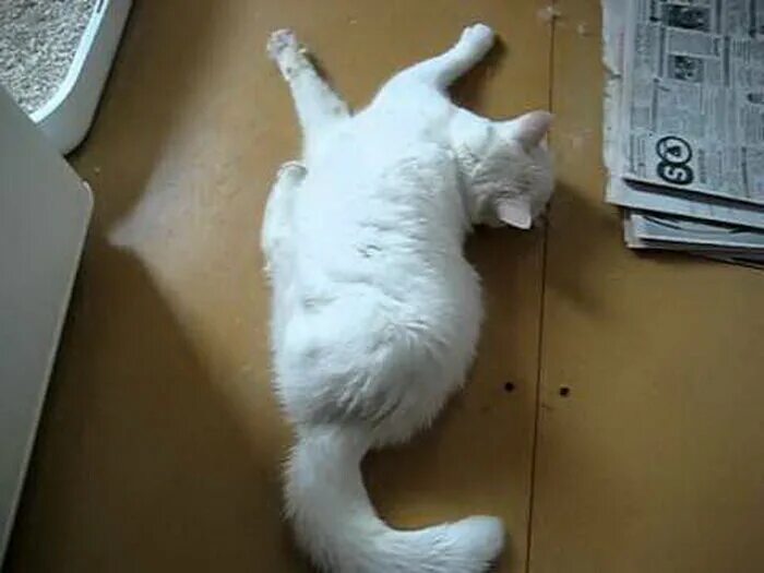 Кот конвульсии. Эпилептический припадок у кота.