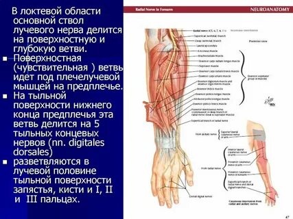 Левый лучевой нерв