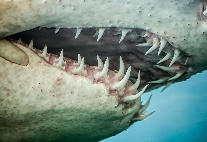 МЕГАЛОДОН клык. Тигровая Песчаная акула зубы. Самая большая пасть