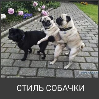 Стиль собачки прикол : Картинки с собачками смешные и прикольные - 82 фото.