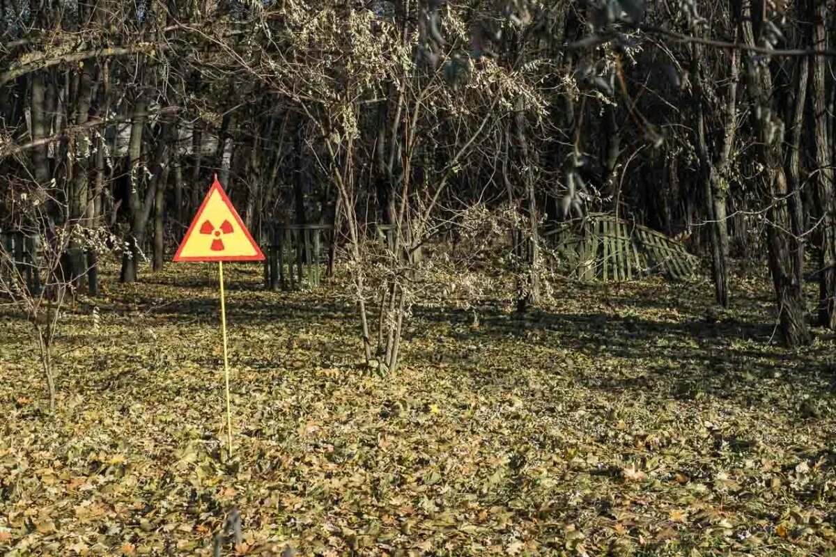 Радиоактивный лес Чернобыль. Рыжий лес Припять. Рыжий лес Припять 1986. Чернобыль Чернобыль рыжий лес.
