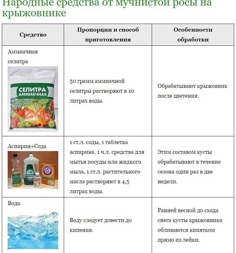 Обработка крыжовника от мучнистой росы. Препараты для обработки крыжовника. Препараты от мучнистой на крыжовнике. Сода от мучнистой росы на крыжовнике. Народные средства от мучнистой росы.