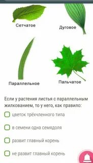 Название жилкование листа