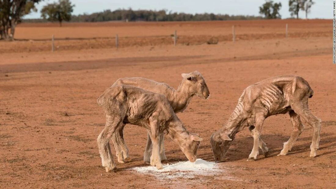 Засуха животные. Засуха в Австралии. Засуха мертвые животные.