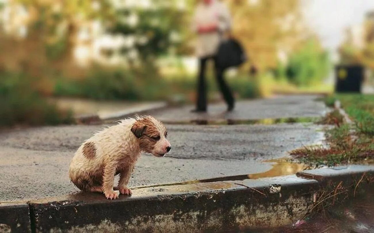 Природа равнодушна к человеку. Брошенный щенок. Бездомный щенок. Щенок на улице.