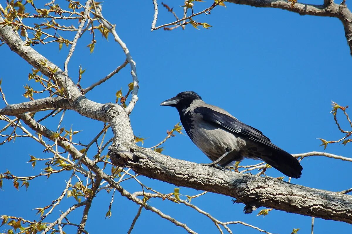 ворона на ветке. ворон на ветке. ворона на ветке. ворон на ветке. вороны на ветке.
