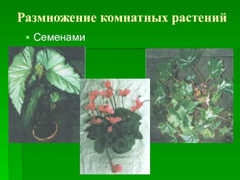 Семенами размножаются ответ. Размножение комнатных растений. Размножение комнатных растений семенами. Растения размножающиеся семенами. Размножение горшечных растений.