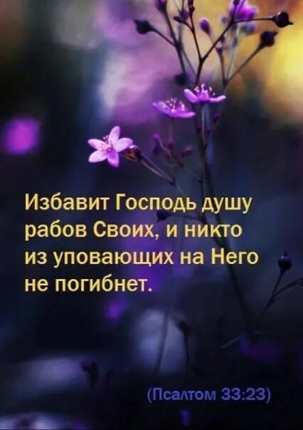 Уповающий на Господа не постыдится. Уповающих на Господа милость. Господь и душа. Избавит Господь душу рабов своих и никто из уповающих на него не.