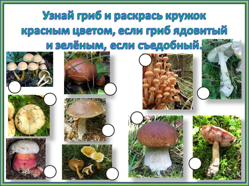 Определение какой гриб. Съедобные грибы. грибы: съедобные и несъедобные. съедобные и ядовитые грибы.