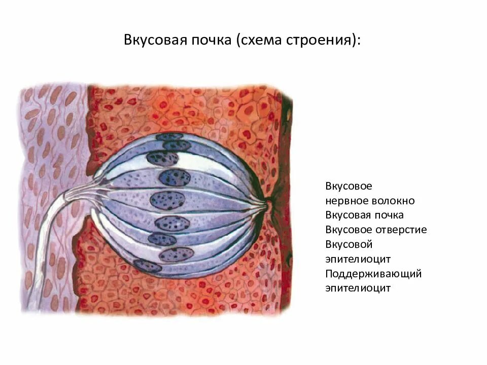 Ультраструктура вкусовой почки. Схема строения вкусовой почки. Вкусовая почка рисунок. Строение вкусовой луковицы. Клетки вкусовой почки гистология.