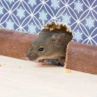 Мышки воняют