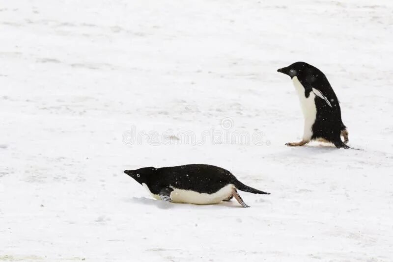 Пингвины идут с пляжа молча. Пингвин скользит. Пингвин на животе. Пингвины катаются на животе. Пингвин на пузе.