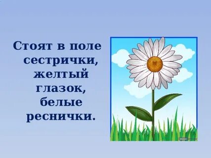 Стоят поле сестрички желтый глазок