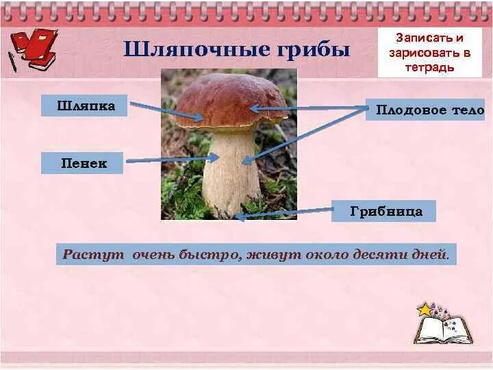 Шляпочные грибы 5 класс биология. Жизнедеятельность шляпочных грибов 5 класс. Несъедобные Шляпочные грибы. Шляпочные грибы характеристика.