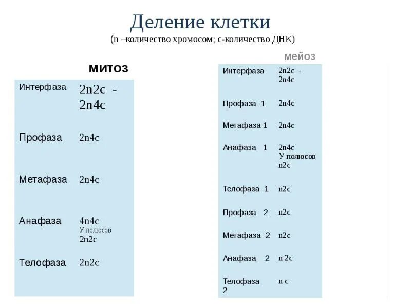 Набор хромосом и днк клетки 2n2c. Количество хромосом при митозе и мейозе таблица. Число хромосом и ДНК В митозе.
