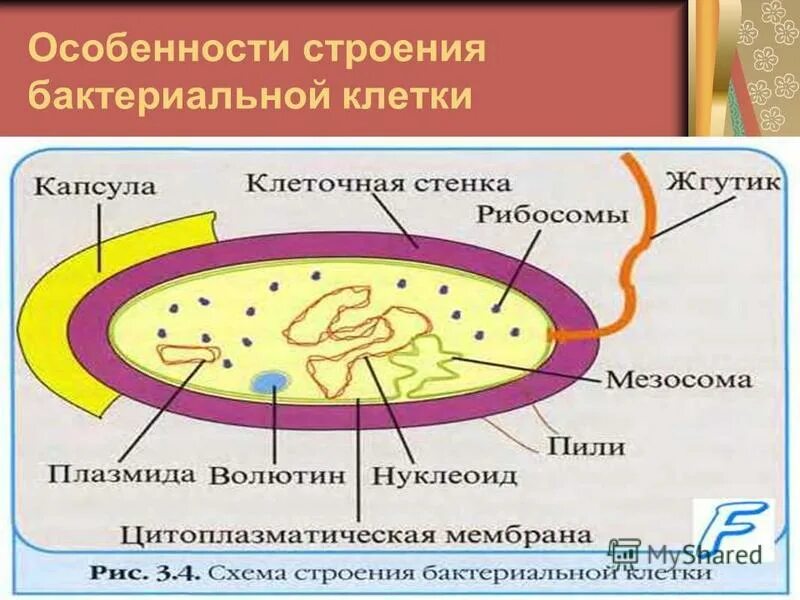 Особенности клетки бактерии 5 класс