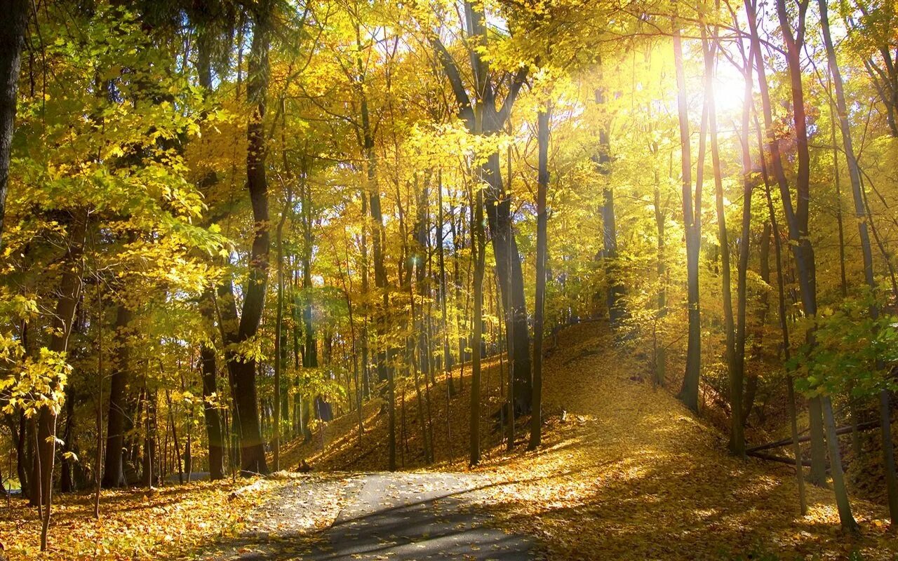Осенний лес. Осень в лесу. Красивый лес. Пейзаж леса. Фон лес днем